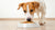 Why Do Dogs Push Food Out of Their Bowl? Understanding This Common Canine Behavior
