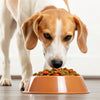 Why Do Dogs Push Their Food Out of the Bowl?