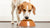 Why Do Dogs Push Their Food Out of the Bowl? Understanding This Common Behavior