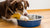 Why Do Dogs Put Their Paw in the Water Bowl? Understanding This Quirky Behavior-140793512175