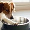 Why Do Dogs Put Their Paw in Water Bowl? Understanding This Quirky Behavior