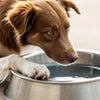 Why Do Dogs Put Their Paws in Water Bowls? Understanding Your Furry Friend's Quirks