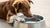 Why Do Dogs Put Their Paws in Water Bowls? Understanding Your Furry Friend's Quirks