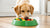 Why Do Dogs Put Their Toys in Their Food Bowl? Understanding Dog Behaviors