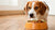 Why Do Dogs Refuse to Eat Their Food? Understanding Your Pup's Eating Habits-140218040559