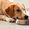 Why Do Dogs Roll on Their Food Before Eating It?