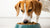 Why Do Dogs Sniff Their Food Before Eating? Understanding This Quirky Behavior-140131959023