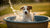 Why Do Dogs Splash in Their Water Bowls? Understanding This Playful Behavior