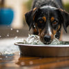 Why Do Dogs Splash Their Water Bowl? Understanding This Common Canine Behavior