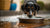 Why Do Dogs Splash Their Water Bowl? Understanding This Common Canine Behavior-140795969775