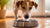 Why Do Dogs Splash Their Water Bowls? Understanding Canine Hydration Habits-140796526831