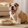 Why Do Dogs Stop Eating Dry Food? Understanding the Reasons and Solutions