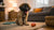 Why Do Dogs Stop Eating Their Dog Food? Understanding the Causes and Solutions