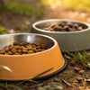 Why Do Dogs Switch Food Bowls and Move Their Meals?