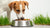 Why Do Dogs Take Food Away from Their Bowl? Understanding This Common Behavior