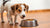 Why Do Dogs Take Food Away from Their Bowl? Understanding Your Pup's Quirky Behavior