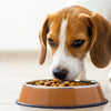 Why Do Dogs Take Food from Bowl and Eat Elsewhere? Understanding Your Pup’s Unique Dining Habits
