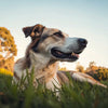 Why Do Dogs Throw Up Food Then Eat It? Understanding Your Canine Companion's Upset Stomach