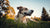 Why Do Dogs Throw Up Food Then Eat It? Understanding Your Canine Companion's Upset Stomach