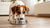 Why Do Dogs Tip Over Their Water Bowl? Understanding This Common Behavior