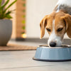 Why Do Dogs Tip Their Water Bowls? Understanding the Quirks of Our Canine Companions