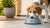Why Do Dogs Tip Their Water Bowls? Understanding the Quirks of Our Canine Companions