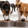 Why Do My Dogs Share a Food Bowl? Understanding Canine Eating Behavior