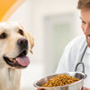 Why Do Vets Not Recommend Grain-Free Dog Food?