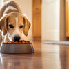 Why Does Dog Knock Over Food Bowl? Understanding and Resolving the Behavior