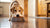 Why Does Dog Knock Over Food Bowl? Understanding and Resolving the Behavior