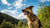 Why Does Kibble Give My Dog Diarrhea? Understanding the Causes and Solutions