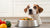 Why Does My Dog Bark at His Food Bowl? Understanding the Behavior and How to Address It