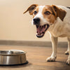 Why Does My Dog Bark at His Water Bowl? Understanding the Quirky Behavior
