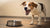 Why Does My Dog Bark at His Water Bowl? Understanding the Quirky Behavior