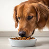 Why Does My Dog Bark While Eating His Food? Understanding the Behavior