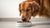 Why Does My Dog Bark While Eating His Food? Understanding the Behavior