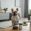 Why Does My Dog Bring Me His Treats? Understanding This Endearing Behavior