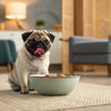 Why Does My Dog Bury His Treats? Understanding This Fascinating Behavior