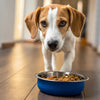 Why Does My Dog Carry Her Food Bowl Around?