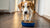 Why Does My Dog Carry Her Food Bowl Around? Understanding Canine Behavior
