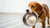 Why Does My Dog Carry His Empty Food Bowl Around? Understanding This Quirky Behavior