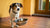 Why Does My Dog Carry His Food Bowl Around? Understanding this Quirky Behavior
