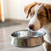 Why Does My Dog Carry His Food Bowl? 7 Common Reasons