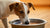 Why Does My Dog Drink the Whole Bowl of Water? Understanding Your Dog's Thirst-140790956271