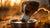 Why Does My Dog Dump Her Water Bowl: Unraveling the Mystery-140789383407