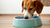 Why Does My Dog Dump His Water Bowl? Understanding this Common Canine Behavior-140796362991