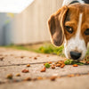 Why Does My Dog Eat Everything But Her Food? Understanding Picky Eating in Dogs