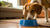 Why Does My Dog Eat Everything But His Food? Understanding Canine Eating Habits