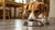 Why Does My Dog Eat His Food Away from Bowl? Understanding This Common Canine Behavior