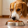 Why Does My Dog Eat His Food Off The Floor?